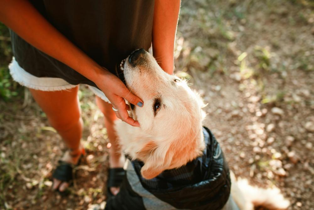 dog care