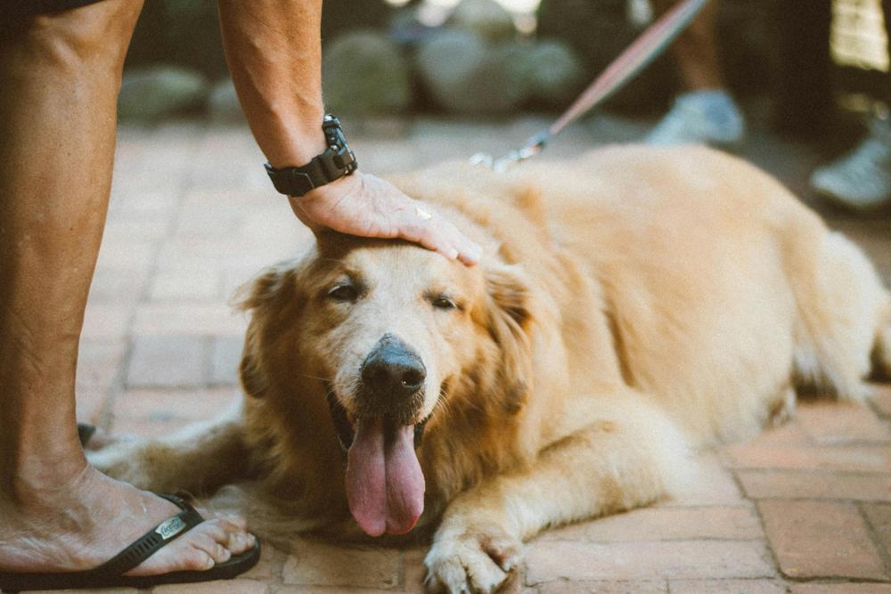 dog care